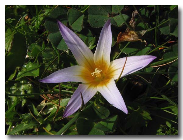 Romulea bulbocodium  dal Gargano